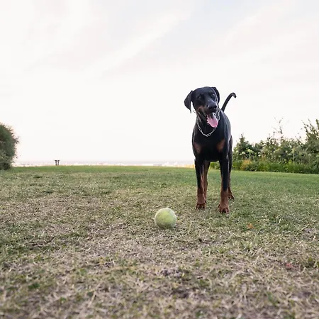 Adele - Historic Dimora With Pool & Sea View